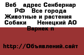 Веб – адрес Сенбернар.РФ - Все города Животные и растения » Собаки   . Ненецкий АО,Варнек п.